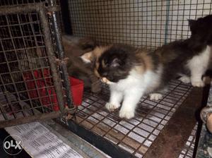 Calico kittens extreme punch and full punch for