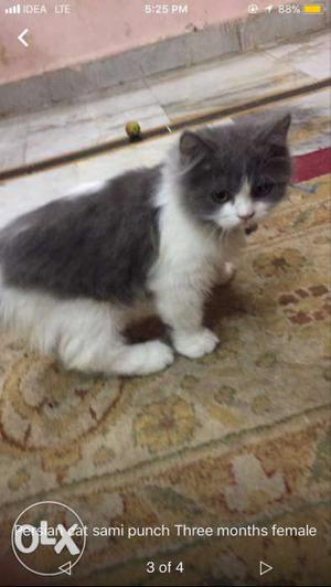 Calico nd bie clr persian kitten available