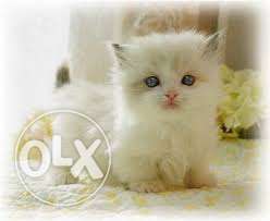 Cat for sell so lovely & cute
