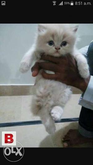 Cream color Persian Kitten long fur