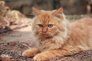 Doll face persian cat 7 month old agent sale