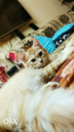 Doll face pure Persian male 4months old. Toilet