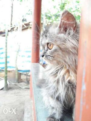 Exchange for cat semi punch female (4 mnth) or
