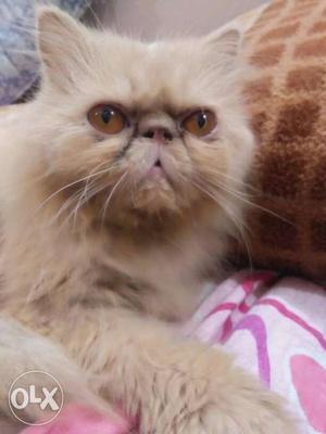 Extreme punch persian male for only mating.