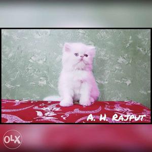 Extreme punch white odd eyes male kitten available