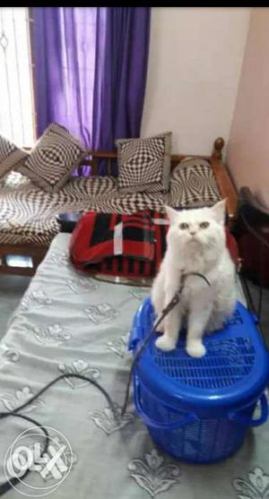 Female Persian cat for sale White colour