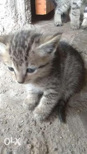 Female cat..small and lovely cat