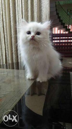 Female persian cat 3 months