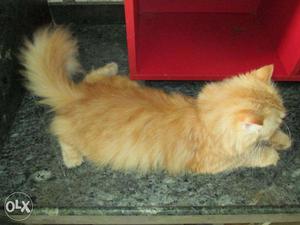 Female persian cat for sale!