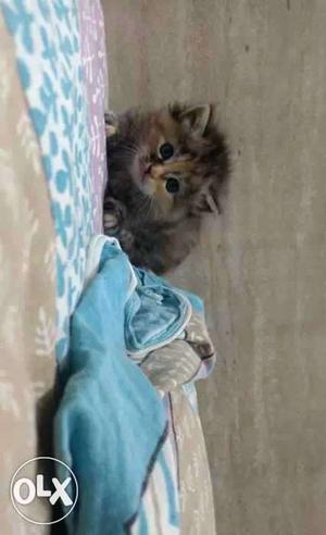 Female persian kitten two month old