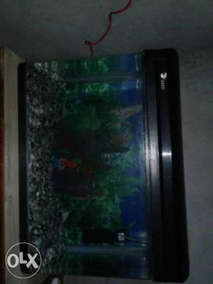 Fish tank with water filter