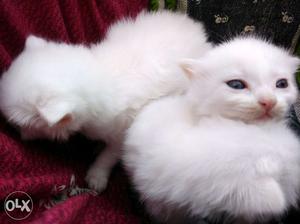 Fluffy snow white kitten for sale