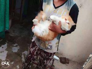Full punch long fur prove male cat for sale