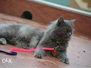 GREY PERSIAN MALE CAT 1yr old fully trained. want to sell
