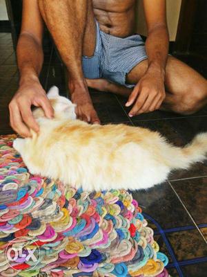 Golden and write male cat