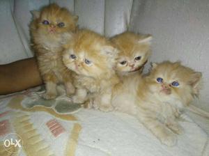 Good healthy Persian kitten for sale
