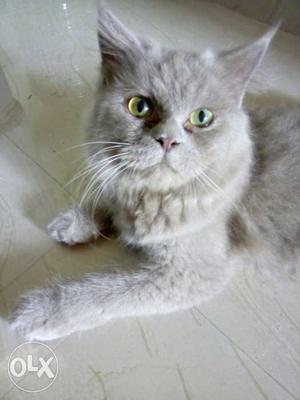 Gray Long-coated Cat