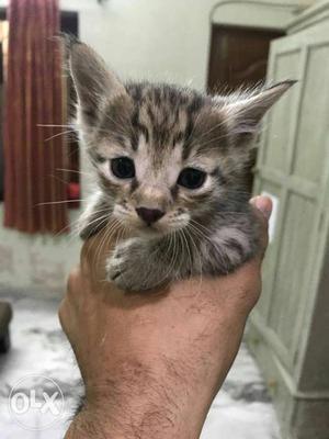 Grey Tabby kittens