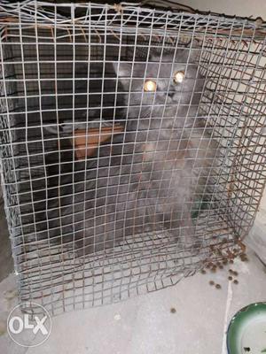 Grey female purshion cat 6 months old very