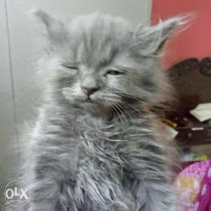 Grey persian cat for sale very active