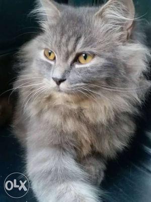 Grey pure breed female persian cat. Very Cute and