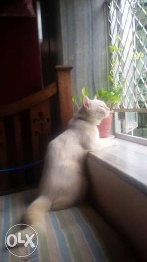 Half persian white cat 1n half yrs old..urgent