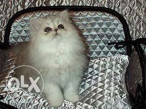 Heavy Fur Blue Eyes White Persian cat and kitten