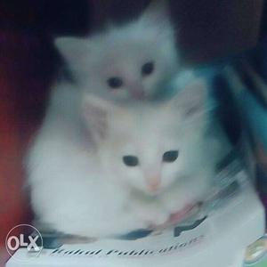 Hello Guys I am selling my 2 persian cat babies