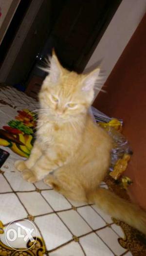 Hello guys am selling my Persian cat 3months old