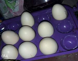 Hen eggs for sales in Chennai for details