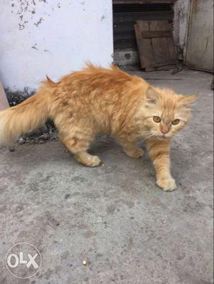 I want to sell brown semi punch female Persian cat