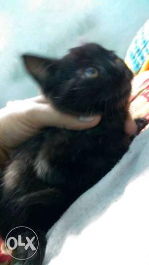 Kitten available for adoption