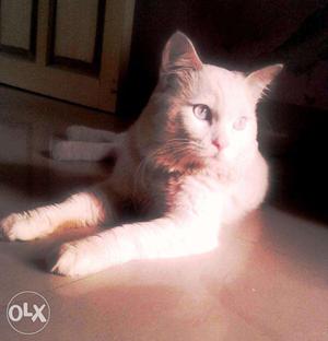 Lite Blue Eyes Persian cat for sale from bharuch