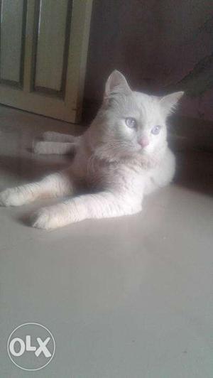 Lite Blue Eyes Persian cat for sale from bharuch