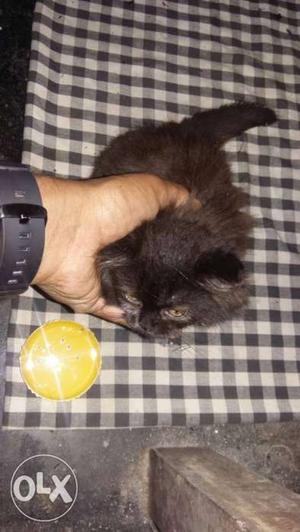 Long-fur Black Kitten
