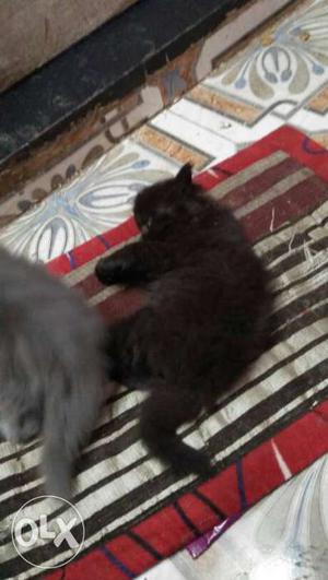 Long fur kitten avelable for sale
