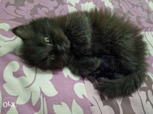 Male Black Kitten