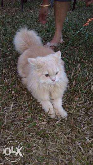 Male Persian cat for mating. from caranzalem or