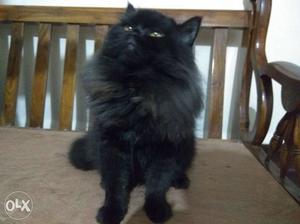 Male pure Persian cat available for mating