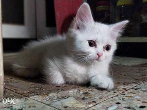 Medium White Fur Kitten