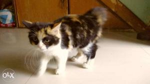 Multi color beautiful female kitten. Age.:- 2.5