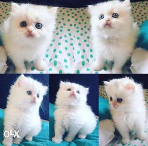 (One month)cute kitten for sell