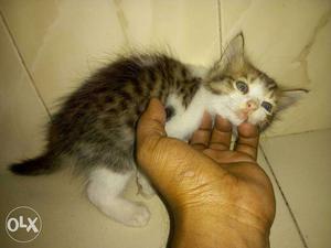 Ooty calico kitten helthy and playfull