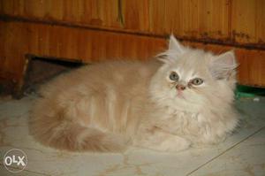 Orange Tabby Kitten Persian Available
