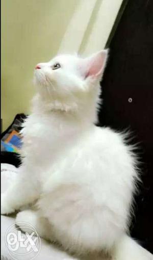 PERSIAN FEMALE KITTEN. 5 t0 6 month old,healthy n