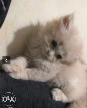 PERSIAN FEMALE KITTEN, fawn colour,age 2month,