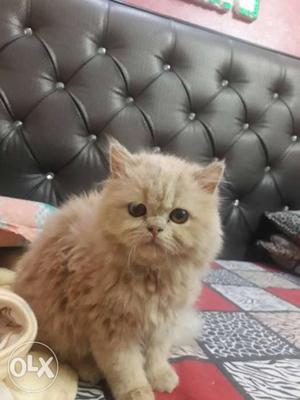 Persian Cat (Triple Coating Fur And Heavy Bone
