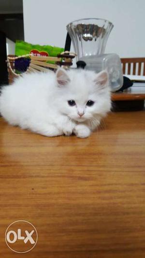 Persian Doll Faced Cats 2 Months old at a