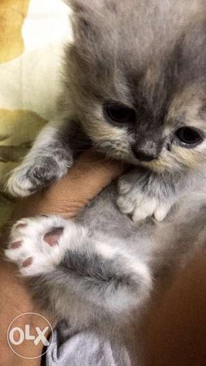 Persian Female kitten. Dewormed. Potty trained.