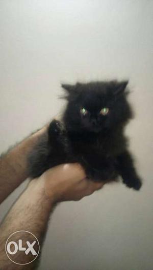 Persian Kitten. very cute and active
